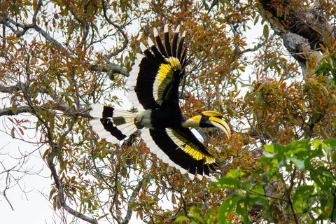 Some Thai wildlife shots from over the last year