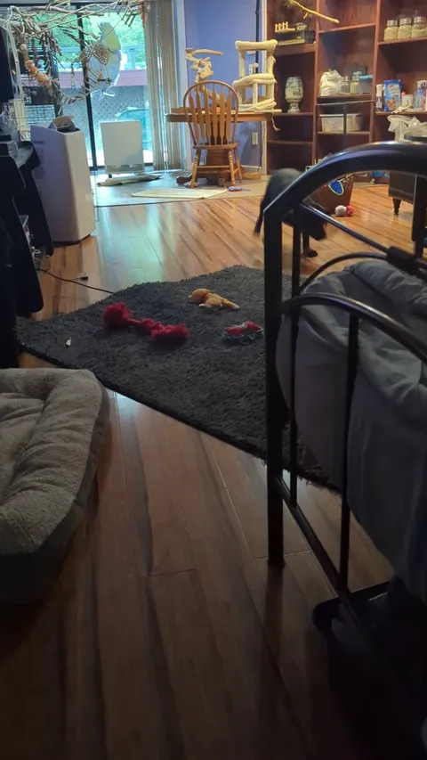 Post shower zoomies