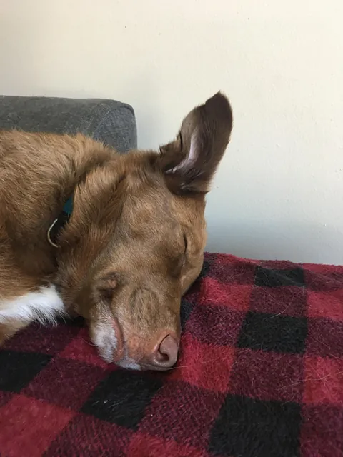 My Bassi bear tuned 10! My best boy, the best “big” brother and my best friend:)