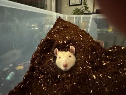 Discovered what little Martin wants. It’s to be completely covered with dirt.