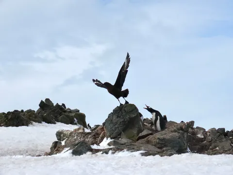 My trip to Antarctica: icebergs, penguins, sleeping on the ice etc.