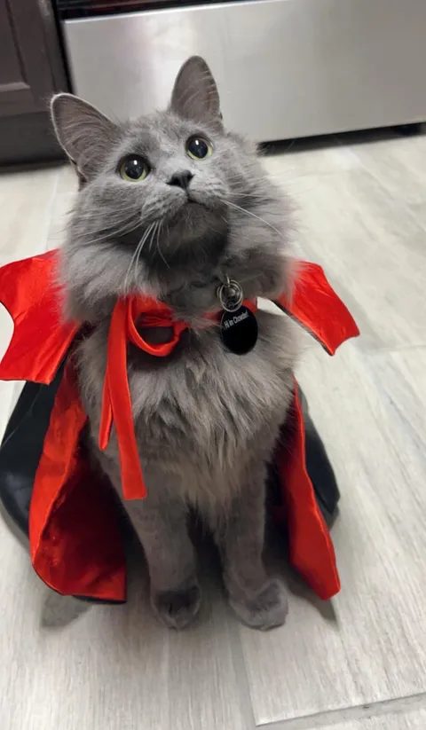 It was Chowders 1st Halloween with me!