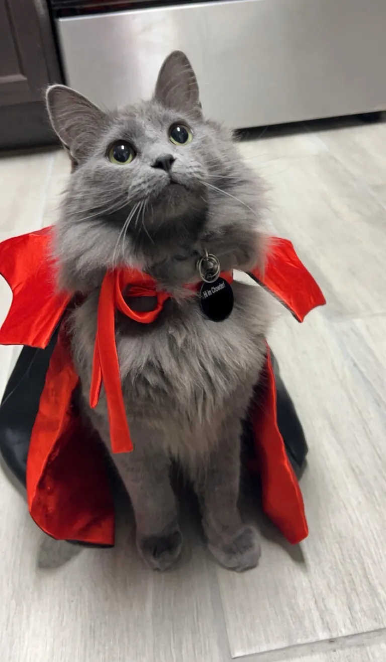 It was Chowders 1st Halloween with me!