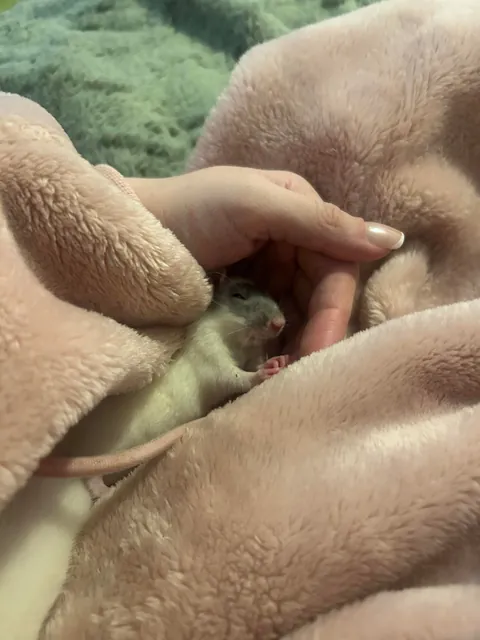 Baby rats too cuddly? Are they sick or something?