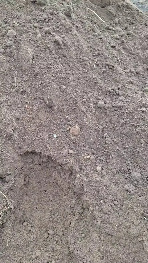 Is this even manure or just dirty sand?