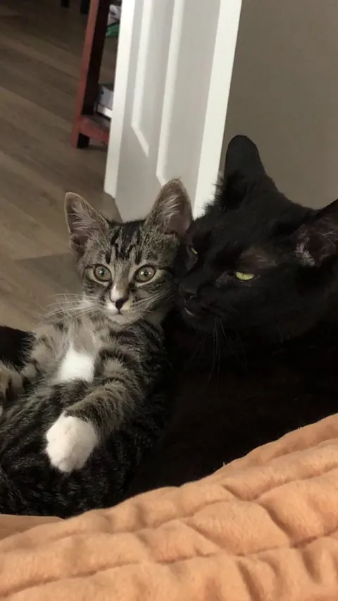 Our void boi has accepted our new little one!