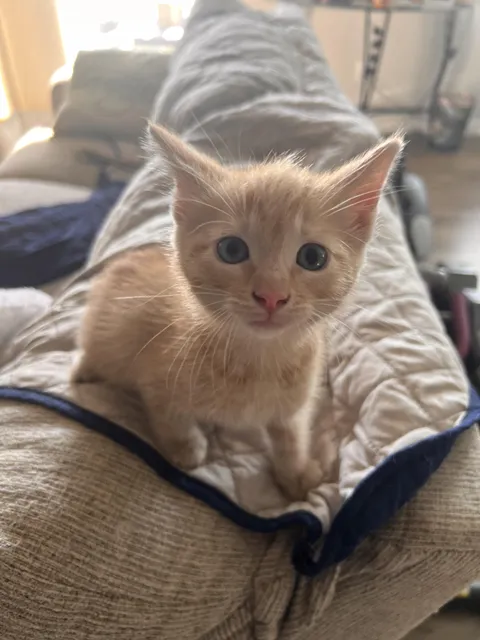 Just adopted this little dude. Can’t think of a name…wife likes “Mango”