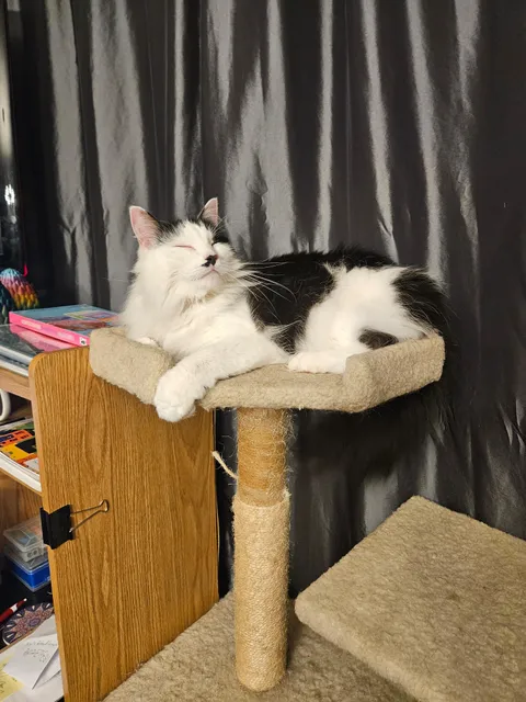 The cat we adopted today