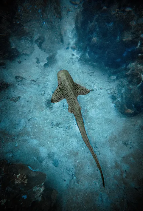 ITAP of a leopard shark 