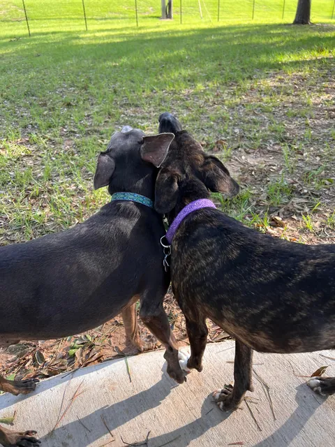 I was adopted 2 years ago today!