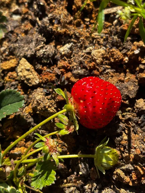 Our beautiful strawberries 🍓