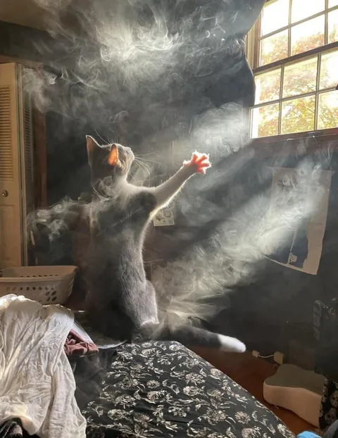 I took some pics from r/AccidentalRenaissance and turned them into Renaissance paintings