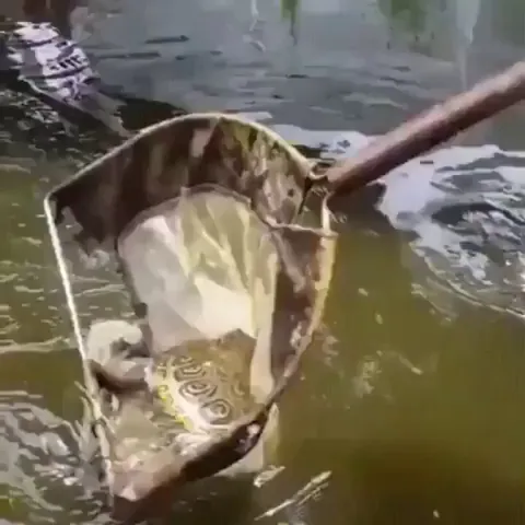 The prettiest turtle in all the land