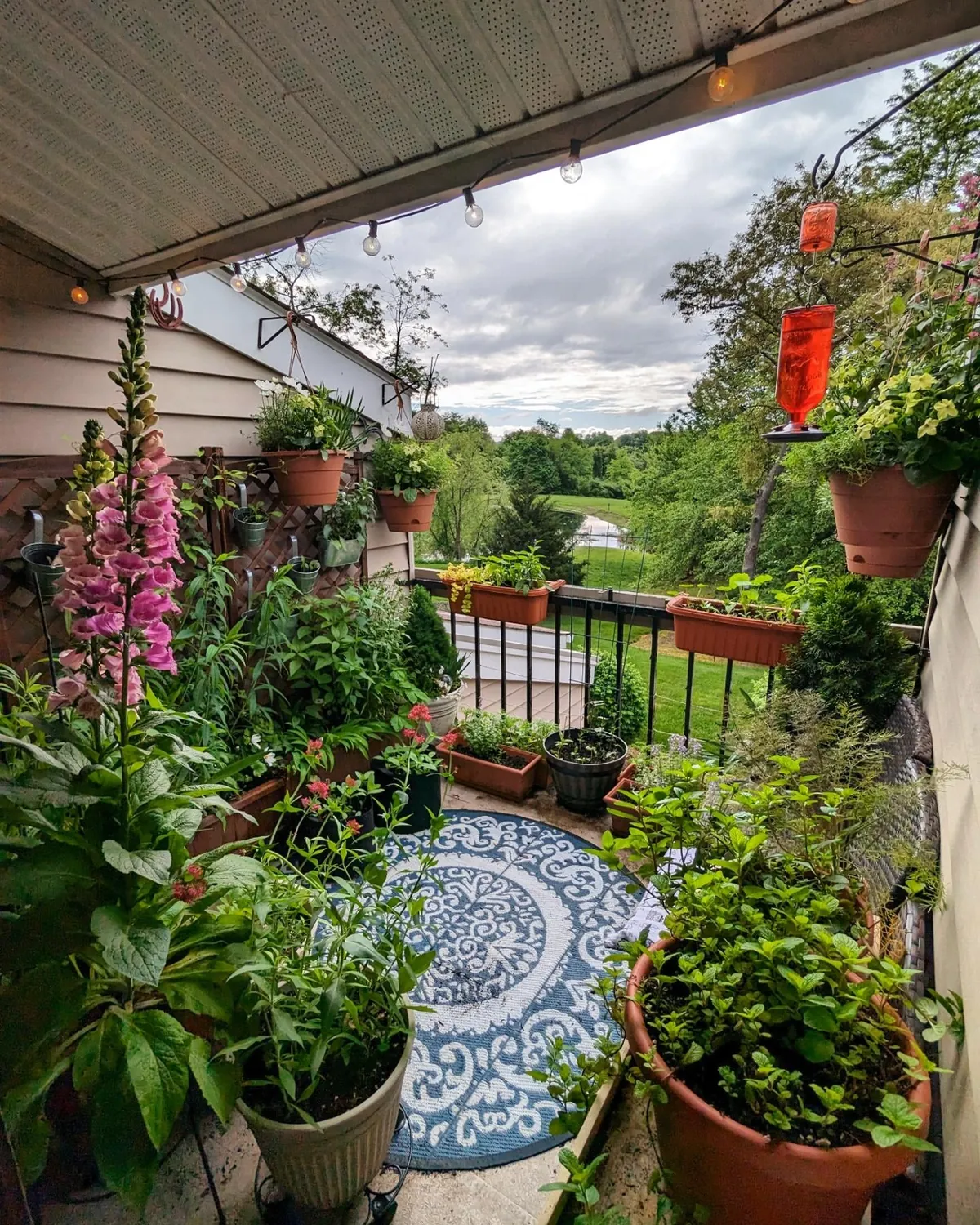 My Apartment Balcony- Year 3 (All Four Seasons 2024)