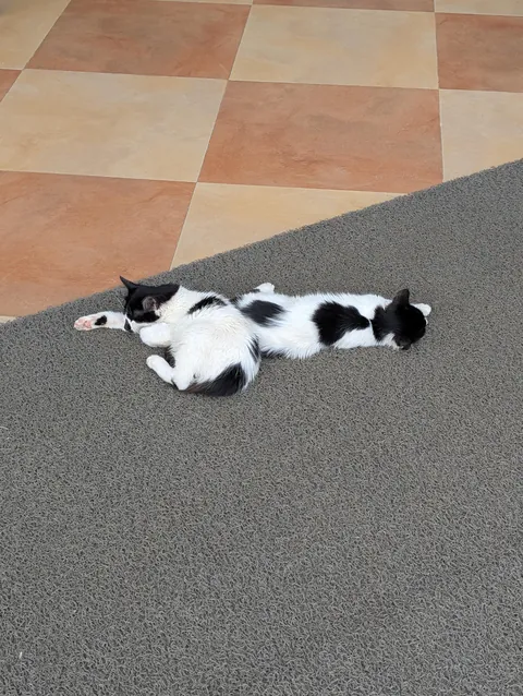 The huge collection of cats I found on my adventure to Turkey😅😊