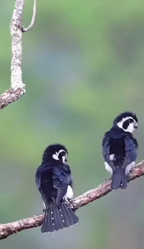 🔥dance of the double-pied Falconet, one of the smallest birds of prey