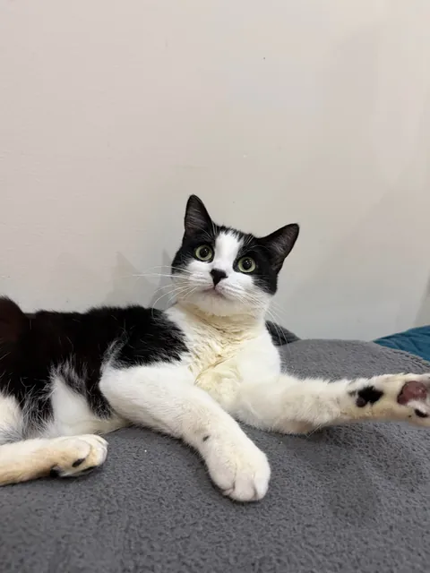 Final plea to help find Legacy, special needs cat, a home