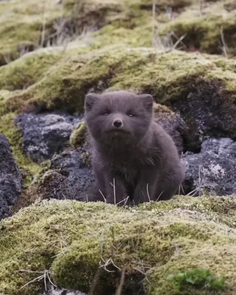 🔥Arctic fox cubs make sounds known as “whines” or “whimpers” to signal their needs for attention, food, or comfort