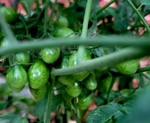 How to get $5 in free tomatoes... Step 1: Spend $200 in supplies, and even more on time/energy