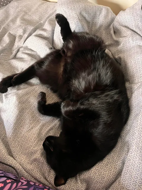 2 months today since my void was rescued from a fire in my apartment