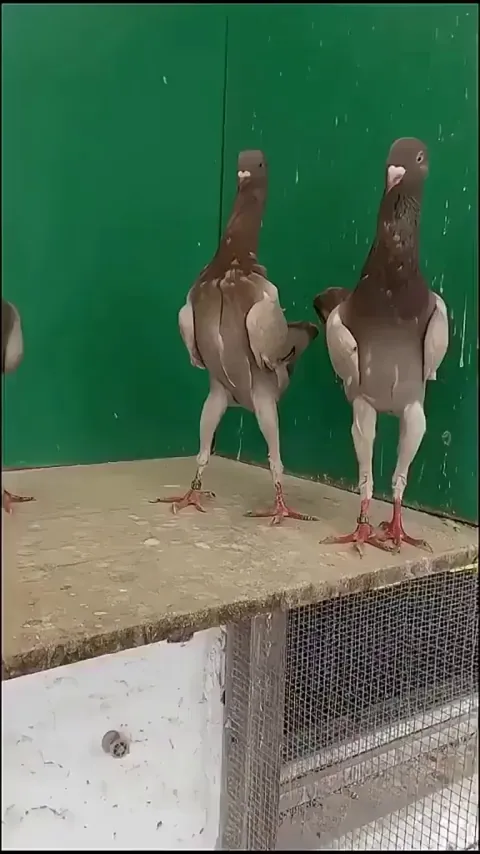 Banat Chicken Pigeons, a breed of pigeons with chicken like legs.