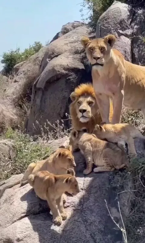 🔥the Punda Pride, residing in Serengeti National Park, Tanzania