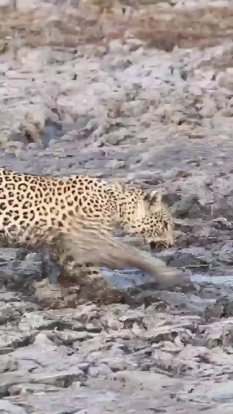 Leopard looking for a mudfish snack
