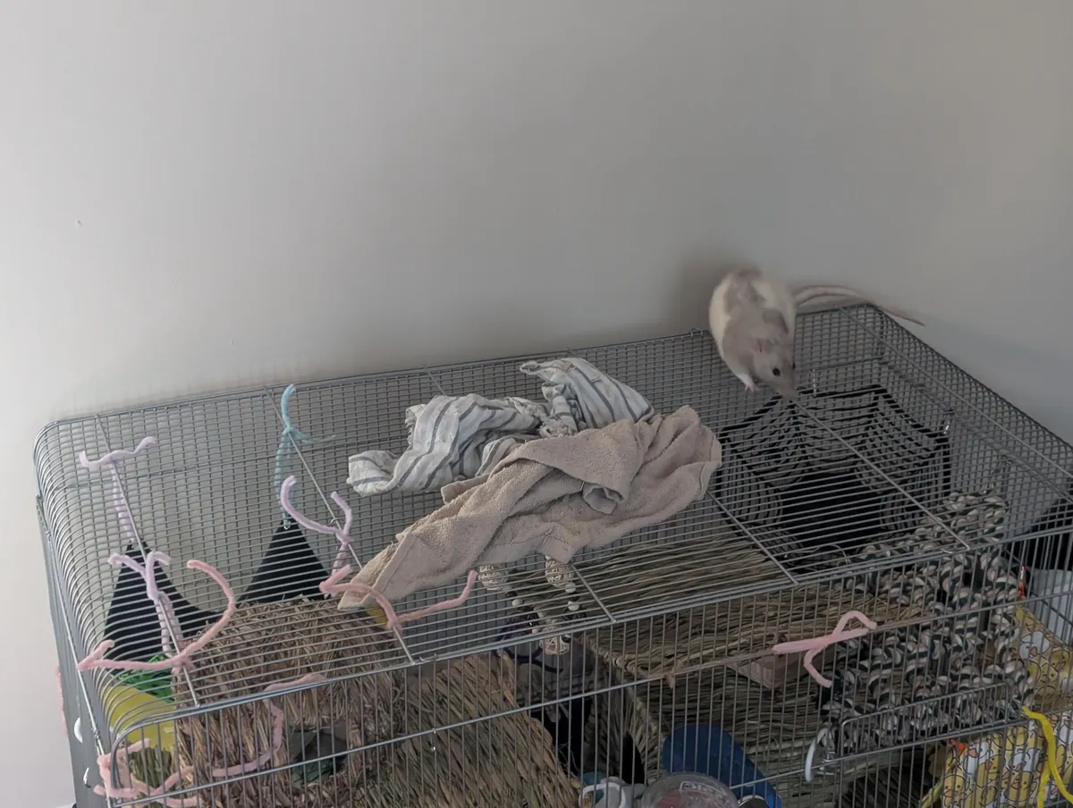 Ernie in places he shouldn't be but they get progressively funnier