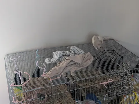 Ernie in places he shouldn't be but they get progressively funnier