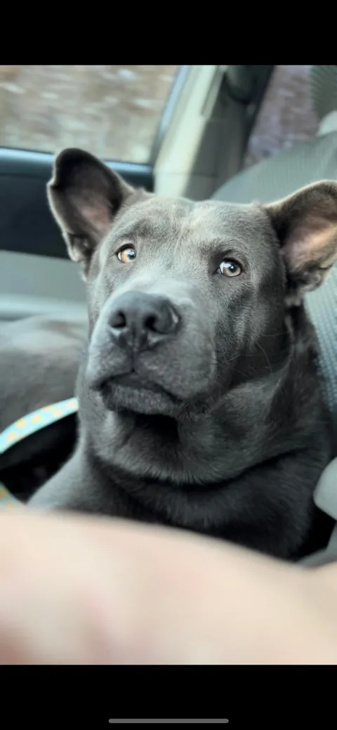 My 8.5mo gorillabear dog 