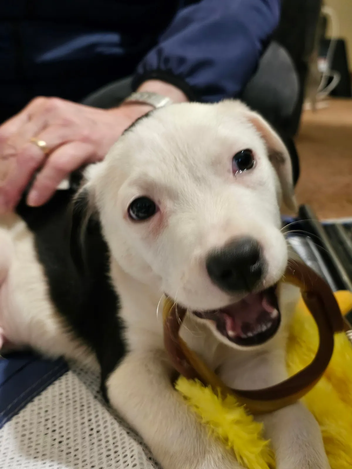 Walton Doggins says henlo!!