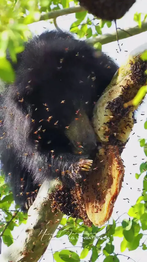 🔥 A wild sloth bear climbs into a giant beehive to feed on honey in Bor Tiger Reserve, India