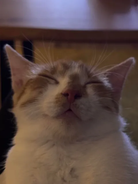 Yeah this guy likes to fall asleep on my lap