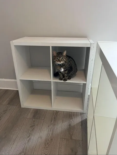 Built a storage bed with thrifted shelves