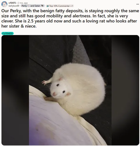 If the election is stressing you out, here are more drawings of some of your goofiest rats