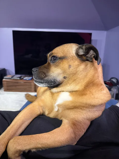 This is Fitz. He’s my wife’s dog. When she goes to work, he reminds me that I’m a poor substitute.