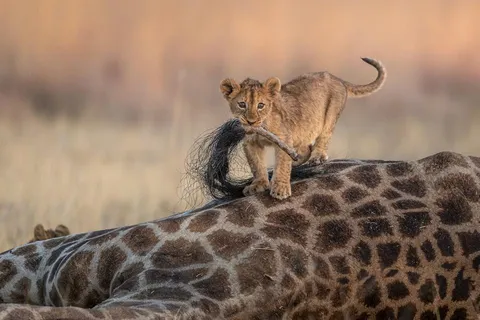 🔥 hasn't figured out the best part of the giraffe yet