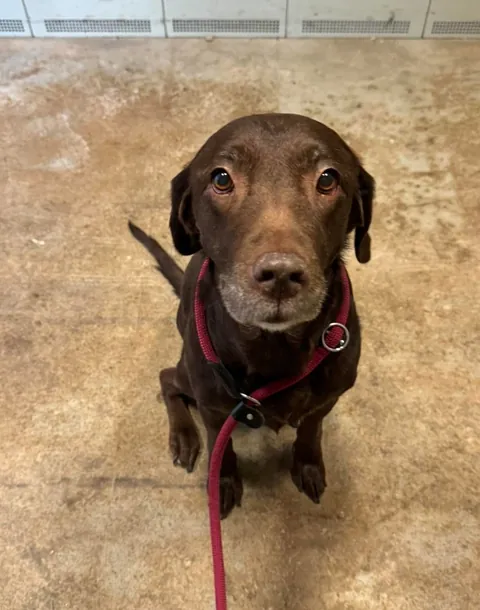 My office has an open dog policy