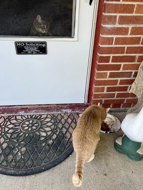 I wonder how our house cat feels about the stray cat we feed…