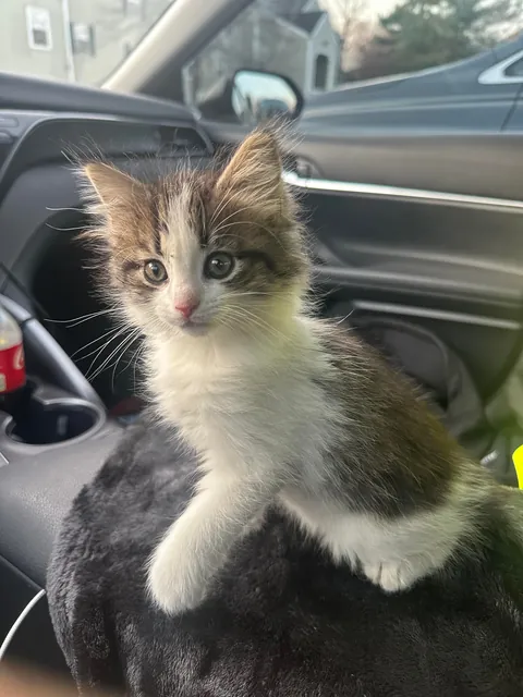 Founds this little one all alone in a parking lot a few days ago. She’s too cute and sweet.