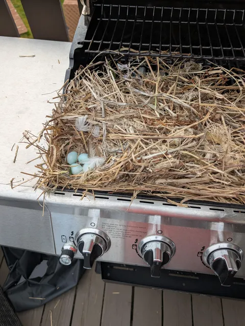 Birds made a nest in my BBQ.