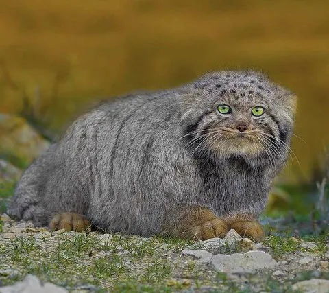 🔥 Wild Pallas cat of Northern Iran