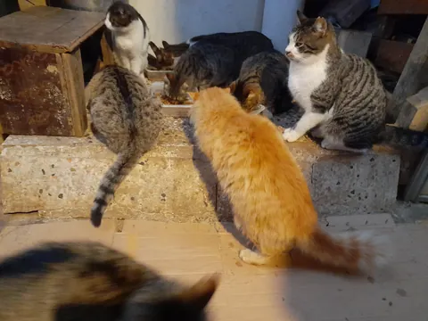 Mealtime for the rescue cats