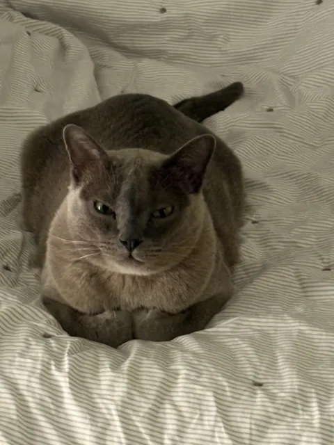 He heard me talking about him 😠