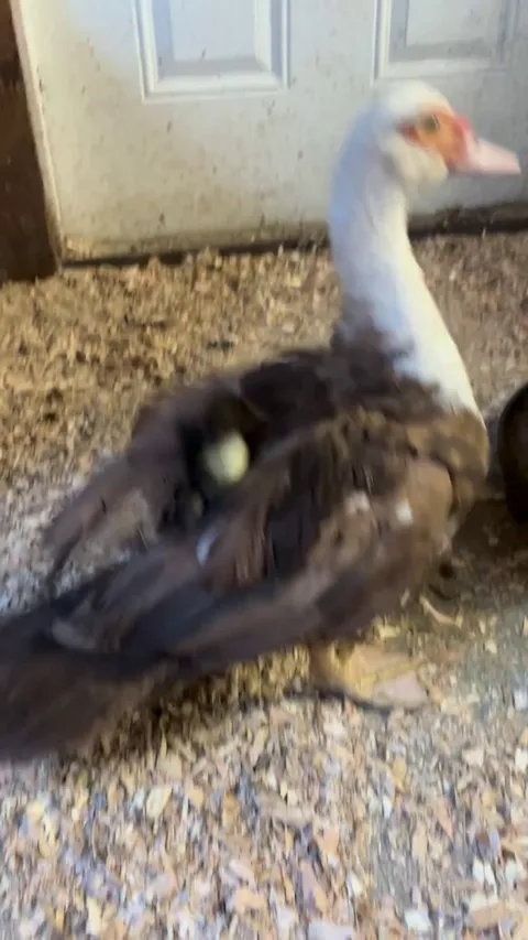 She didn’t realize her baby was attached…