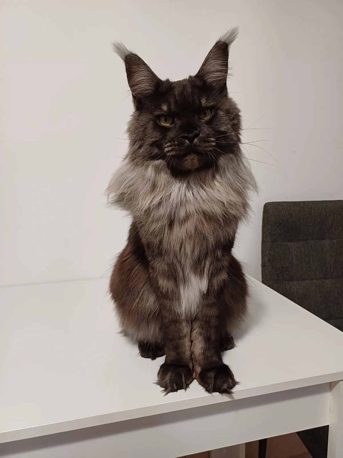 Hi reddit, it's Théoden. Did not see you for a long time