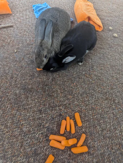They fight over a carrot... In front of a pile of carrots. 