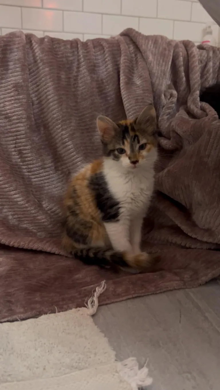 The CDS got me at a Jiffy Lube