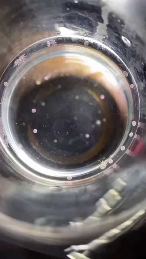 🔥 This Jellyfish Larvae