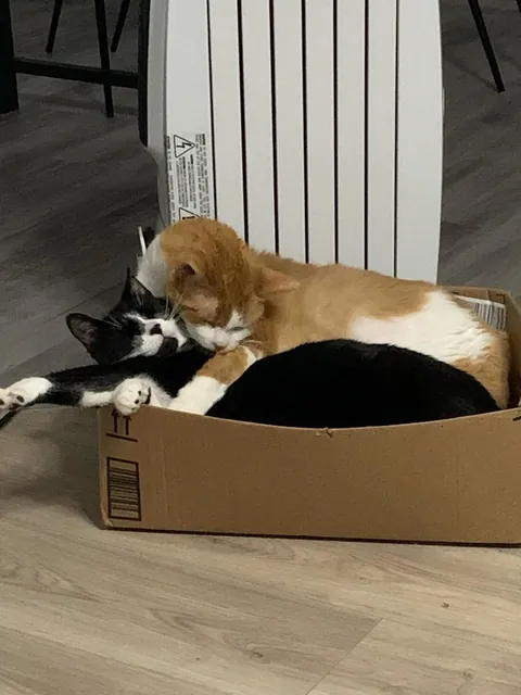 Our old man George 🌈